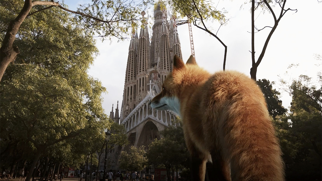 Una guineu passeja pels carrers de Barcelona, amb la Sagrada Família de fons. 